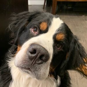 Meet your Posher, Casey